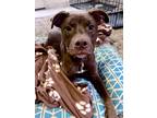 Adopt Mocha a Brown/Chocolate American Pit Bull Terrier / Labrador Retriever /