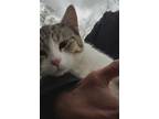Adopt Twiggy a White (Mostly) Domestic Shorthair cat in Steinbach, MB (41473869)