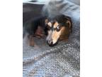 Adopt Rocky a Black Dachshund / Mixed dog in Las Vegas, NV (41473844)