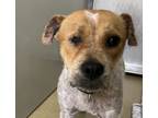 Adopt Margot a Wirehaired Fox Terrier / Mixed dog in Escondido, CA (41473173)