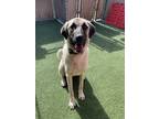 Adopt Heidi Klum a Anatolian Shepherd / Mixed dog in Oceanside, CA (41473823)