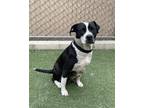 Adopt Pamela a American Pit Bull Terrier / Mixed dog in Oceanside, CA (41473822)