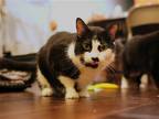 Adopt BW a Black & White or Tuxedo Domestic Shorthair / Mixed cat in