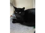 Adopt Layla a All Black Domestic Shorthair / Mixed (short coat) cat in
