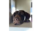 Adopt Nessy a Tricolor (Tan/Brown & Black & White) German Shorthaired Pointer /