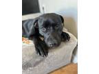 Adopt Luna a Black Labrador Retriever / American Pit Bull Terrier / Mixed dog in