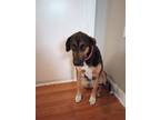 Adopt Sasha a Black - with Tan, Yellow or Fawn Black and Tan Coonhound / Mutt /