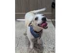 Adopt Yuki a Tan/Yellow/Fawn Dachshund / Poodle (Miniature) / Mixed dog in