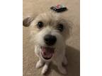 Adopt Hurricane a White - with Tan, Yellow or Fawn Parson Russell Terrier /