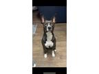 Adopt Pepsi a Black - with White American Staffordshire Terrier / Mixed dog in
