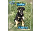 Adopt Mookie a Black - with Tan, Yellow or Fawn Anatolian Shepherd / German