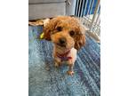 Adopt Cherry a Red/Golden/Orange/Chestnut Poodle (Toy or Tea Cup) / Mixed dog in