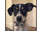 Adopt Benny a White - with Black Rat Terrier / Hound (Unknown Type) / Mixed dog