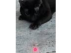 Adopt moon acre a All Black Siamese / Mixed (short coat) cat in Atlanta