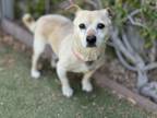 Adopt Tony a Tan/Yellow/Fawn - with White Dachshund / Mixed dog in Creston