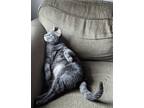 Adopt Giacomo a Gray or Blue Domestic Shorthair / Mixed (short coat) cat in