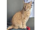 Adopt Aang a Orange or Red Tabby Tabby / Mixed (medium coat) cat in Manhattan