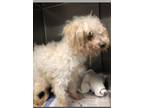 Adopt Fifi a White Poodle (Miniature) / Mixed dog in Creston, CA (41473789)