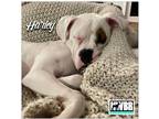 Adopt Harley 2024-1 a White Boxer / Mixed dog in Woodinville, WA (41473788)