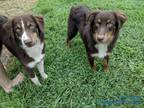 Adopt Blue a Red/Golden/Orange/Chestnut - with White Australian Shepherd / Mixed