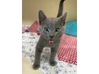 Adopt Dogman a Domestic Shorthair / Mixed cat in San Luis Obispo, CA (41473787)