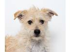 Adopt Wells a Terrier (Unknown Type, Small) / Mixed dog in San Luis Obispo