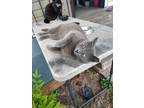 Adopt Buddy the elf a Gray, Blue or Silver Tabby Russian Blue / Mixed (short