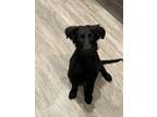 Adopt Jack a Black Labrador Retriever / Mixed dog in League City, TX (41473811)