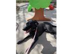 Adopt Sage a Black Labrador Retriever / English Shepherd / Mixed dog in Salt