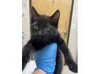 Adopt Marley a Domestic Shorthair / Mixed cat in Sherwood, OR (41473781)
