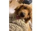 Adopt Rio a Red/Golden/Orange/Chestnut Goldendoodle / Mixed dog in Harlingen