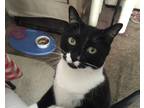 Adopt Max a Black & White or Tuxedo American Shorthair / Mixed (short coat) cat