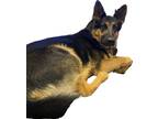 Adopt Tilli a Black - with Tan, Yellow or Fawn German Shepherd Dog / German