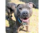 Adopt MacKnight a American Pit Bull Terrier / Mixed dog in Oakland