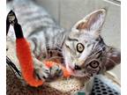 Adopt Argo a Brown Tabby Domestic Shorthair / Mixed (short coat) cat in Seal