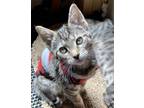 Adopt Danica a Brown Tabby Domestic Shorthair / Mixed (short coat) cat in Seal
