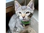 Adopt Gibbous a Brown Tabby Domestic Shorthair / Mixed (short coat) cat in Seal