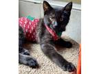 Adopt Vela a All Black Domestic Shorthair / Mixed (short coat) cat in Seal