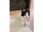 Adopt Fiona a Black & White or Tuxedo Domestic Longhair / Mixed (medium coat)