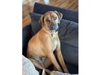 Adopt Riley a Brown/Chocolate Rhodesian Ridgeback / Mixed dog in Buena Vista