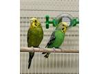 Adopt Dion And Cher a Parakeet - Other bird in Novato, CA (41473746)