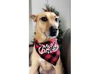 Adopt Isabella a Tan/Yellow/Fawn - with White Carolina Dog / Mutt / Mixed dog in