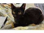 Adopt Chiquita a All Black Domestic Shorthair / Mixed cat in Philadelphia