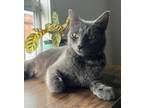 Adopt Peony (mcas) a Domestic Shorthair / Mixed (short coat) cat in Troutdale