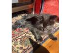 Adopt Black Fuzzball a Domestic Shorthair / Mixed (short coat) cat in Troutdale