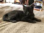 Adopt Little Grey a Domestic Shorthair / Mixed (short coat) cat in Troutdale