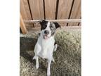 Adopt Luna a White - with Black Border Collie / American Pit Bull Terrier /