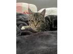 Adopt cleo a Gray, Blue or Silver Tabby Tabby / Mixed (short coat) cat in