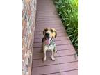 Adopt Ruby a Tricolor (Tan/Brown & Black & White) Treeing Walker Coonhound /