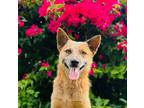 Adopt BUNGI a Cattle Dog / Mixed dog in Palm City, FL (41473594)